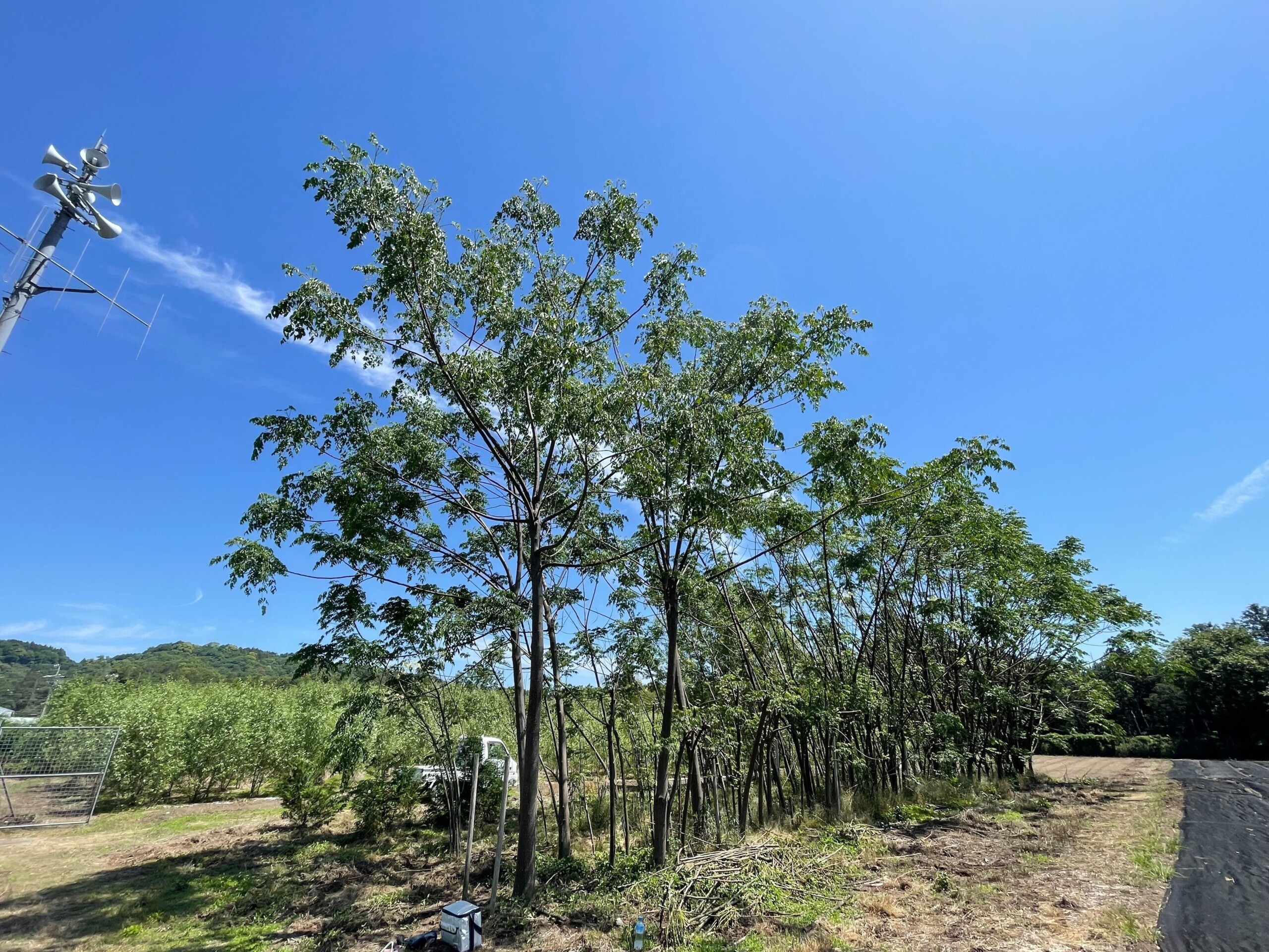 紀伊半島エリア各地でのセンダン・ヤナギ類・ナラ類・カシ類等の育苗～植林～搬出実証本格開始