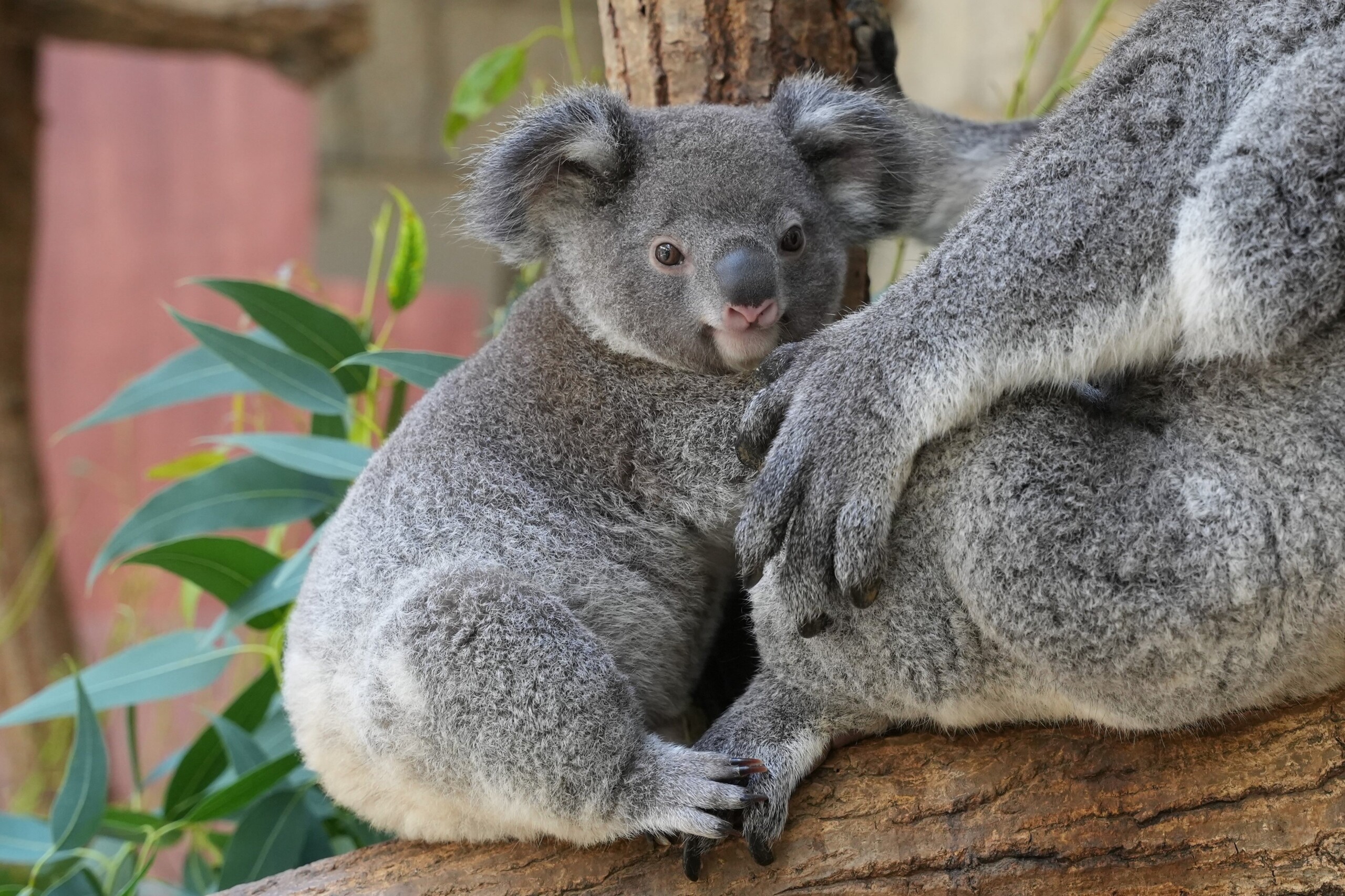 ブラザー、東山動植物園で開催されたコアラの赤ちゃんの命名式に協力