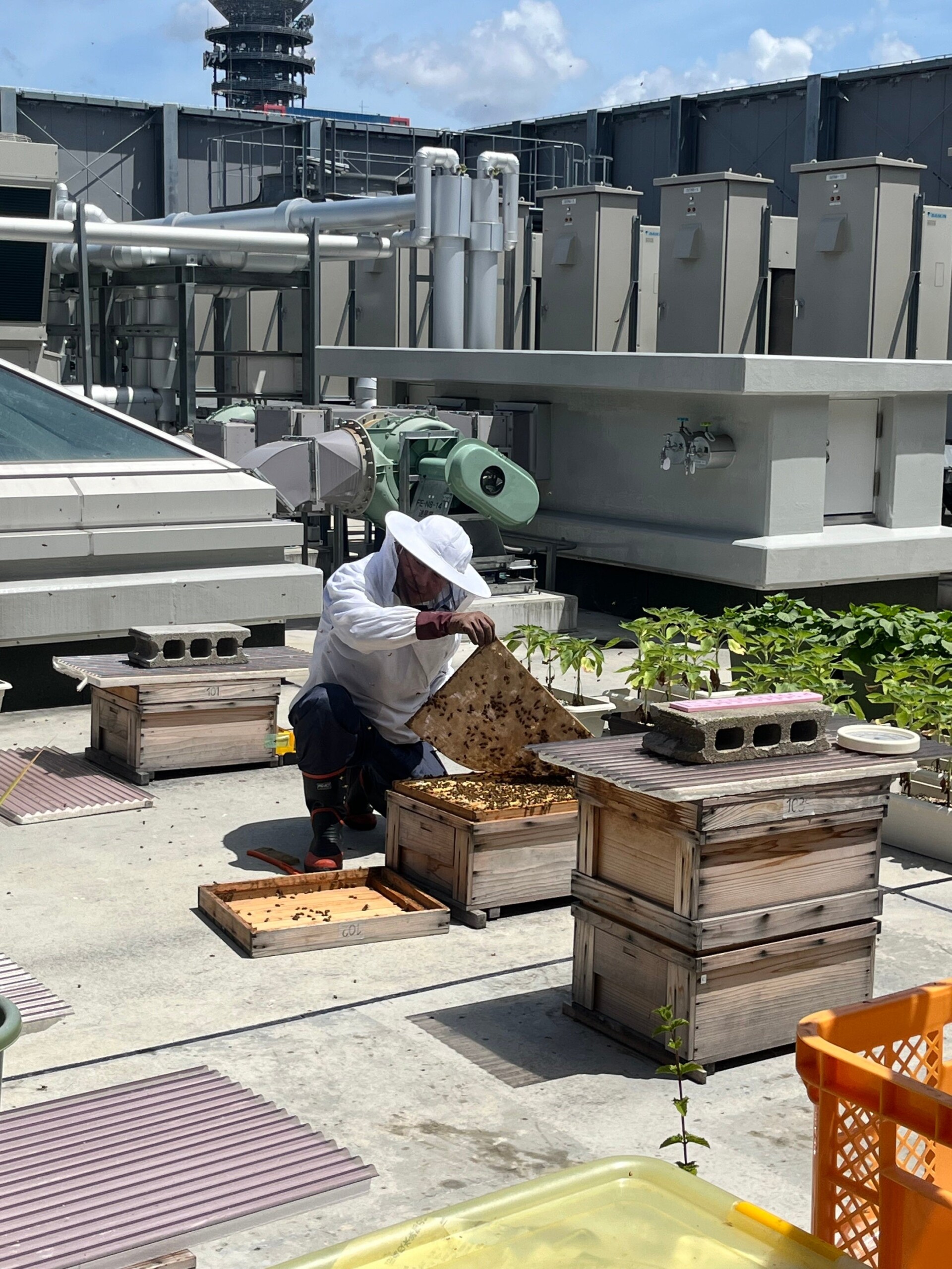 大人も楽しめる自由研究チャレンジ！都市養蜂を体験してみよう