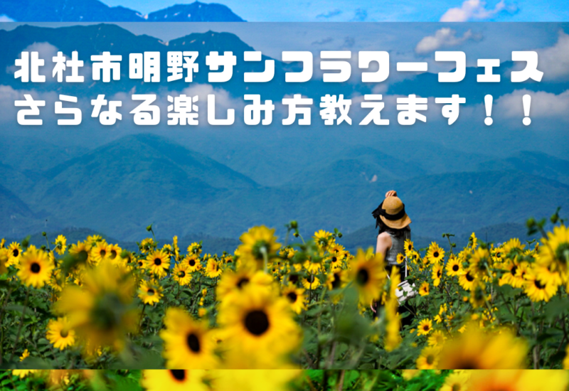 夏本番 好評開催中 いつ行っても満開のひまわり　「北杜市明野サンフラワーフェス」