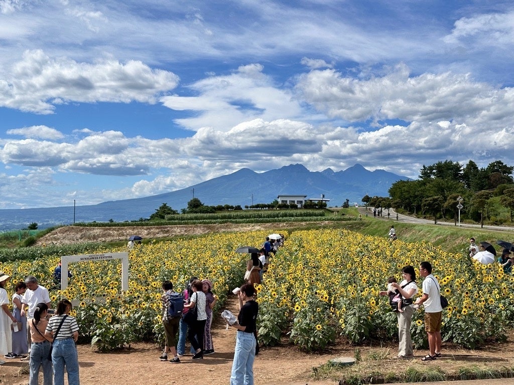 夏本番 好評開催中 いつ行っても満開のひまわり　「北杜市明野サンフラワーフェス」