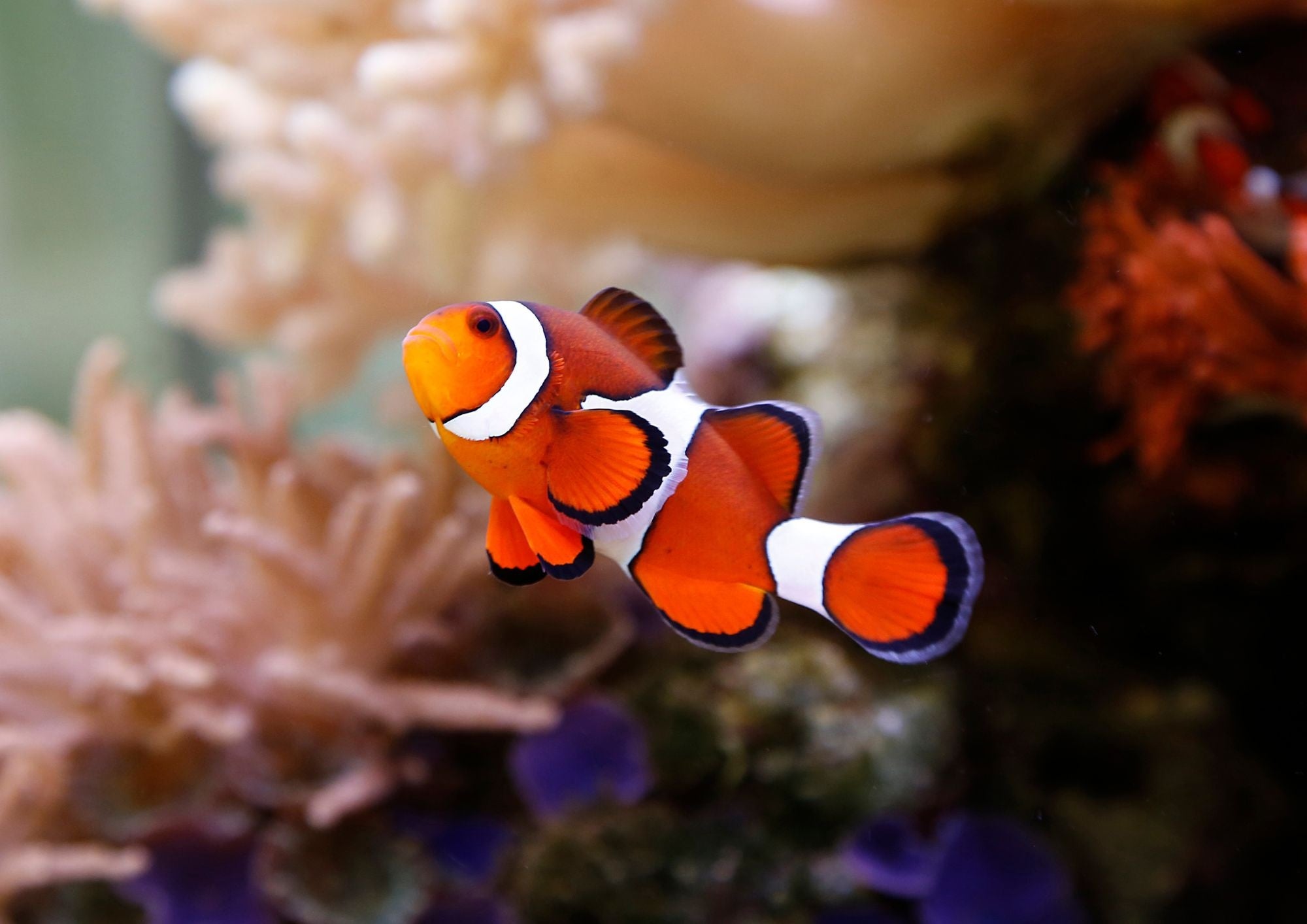 わくわく！ふれあいいどう水族館が来園！