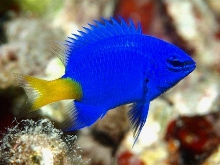 わくわく！ふれあいいどう水族館が来園！