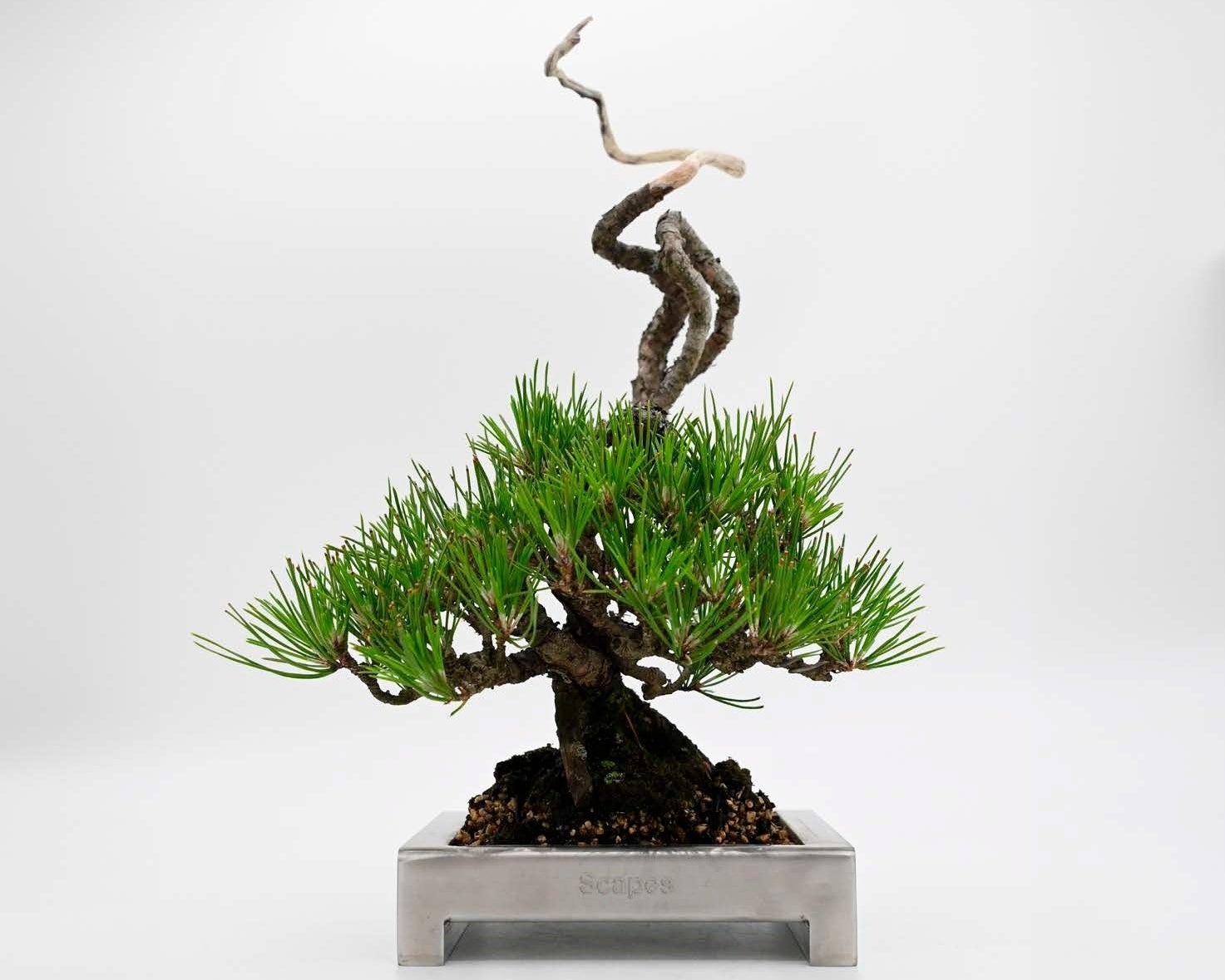 【阪急うめだ本店】初心者から愛好家まで楽しめる盆栽が集結！「BONSAI LIFE～盆栽に恋して～」