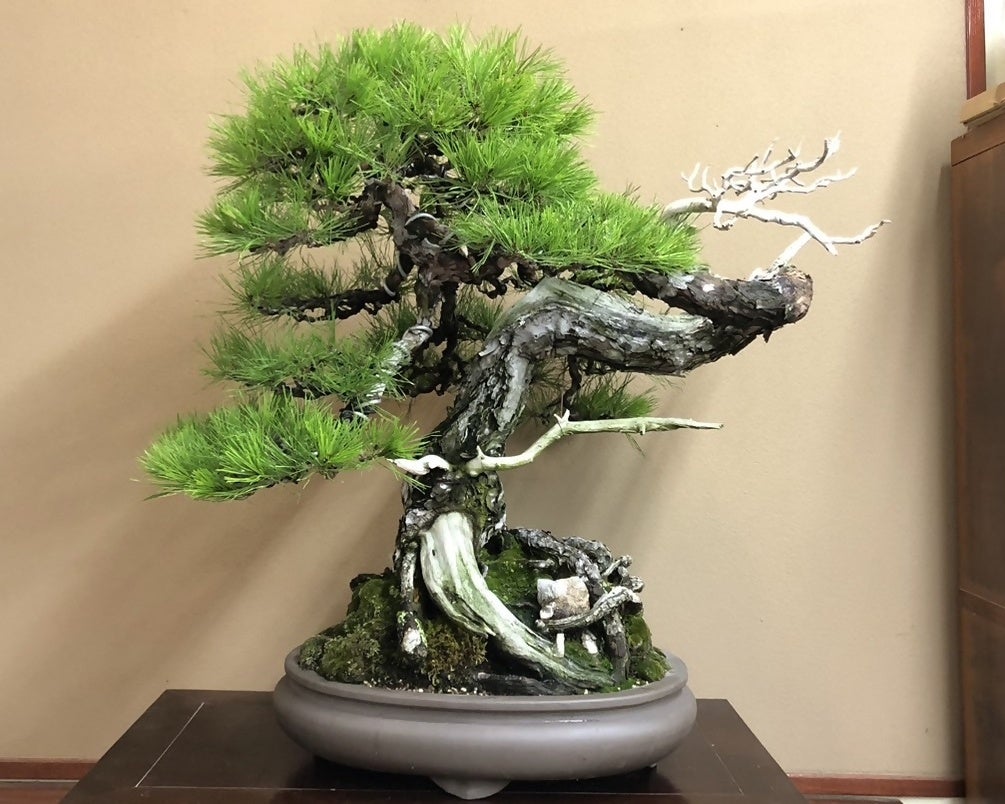 【阪急うめだ本店】初心者から愛好家まで楽しめる盆栽が集結！「BONSAI LIFE～盆栽に恋して～」