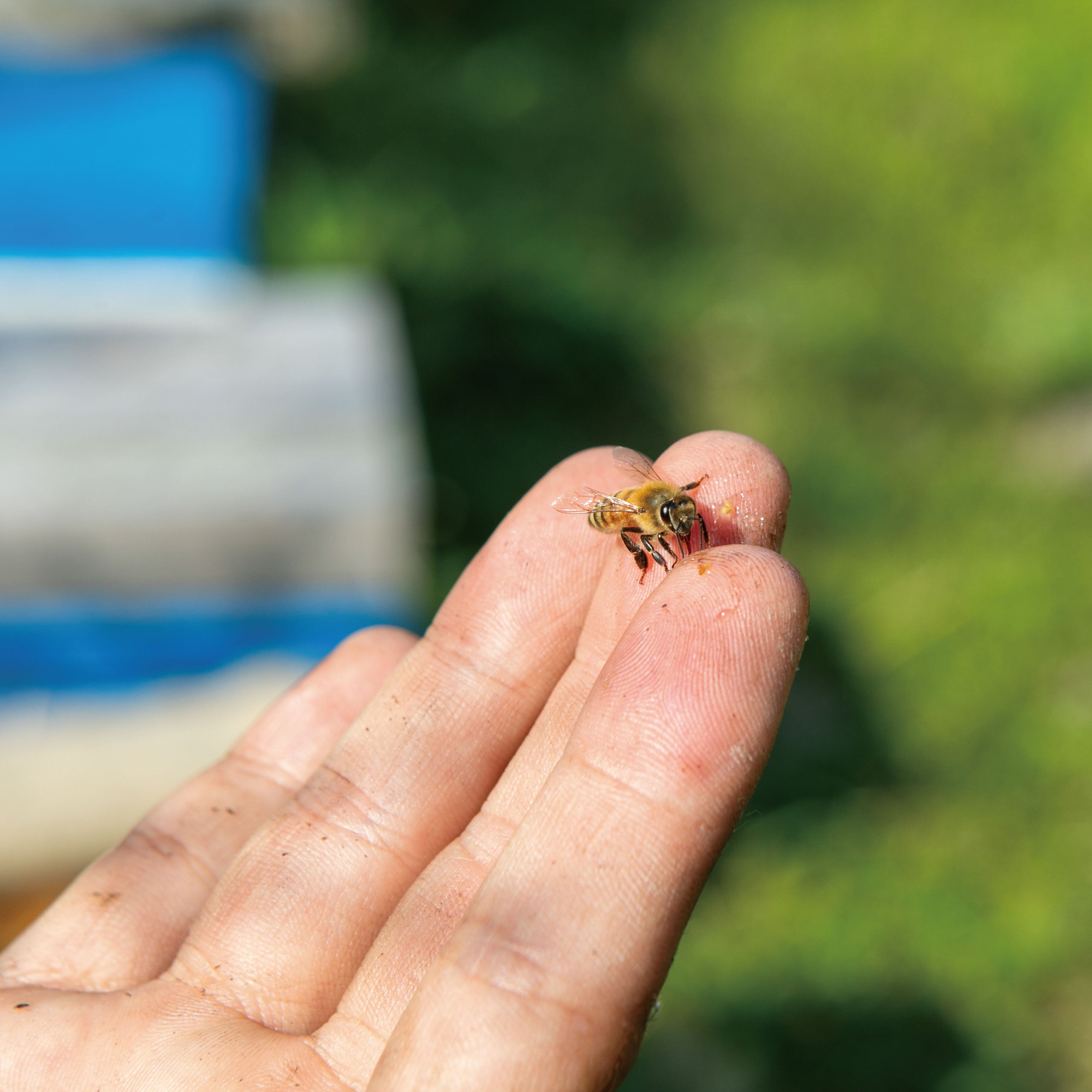 【ちょっと贅沢な朝食】ハチミツ専門店が独自のブレンドをついにオンラインで販売開始!!