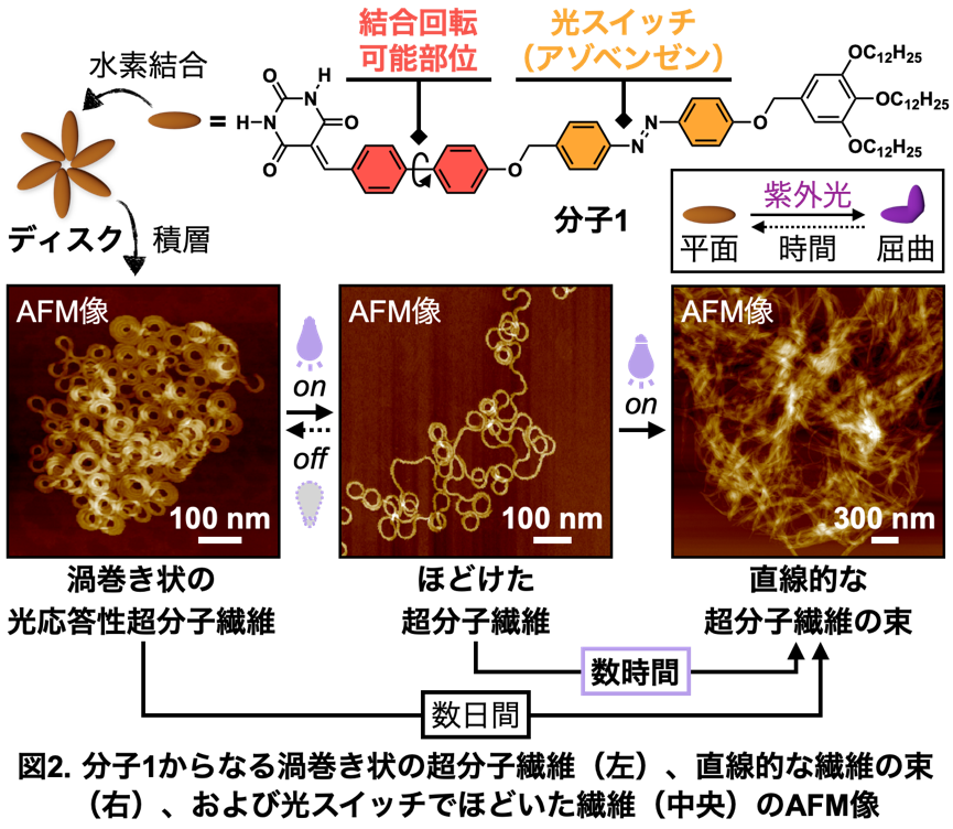 タンパク質のようなフォールディングと凝集の両方を引き起こす光応答性超分子ポリマーの開発に成功〜メゾ領域...