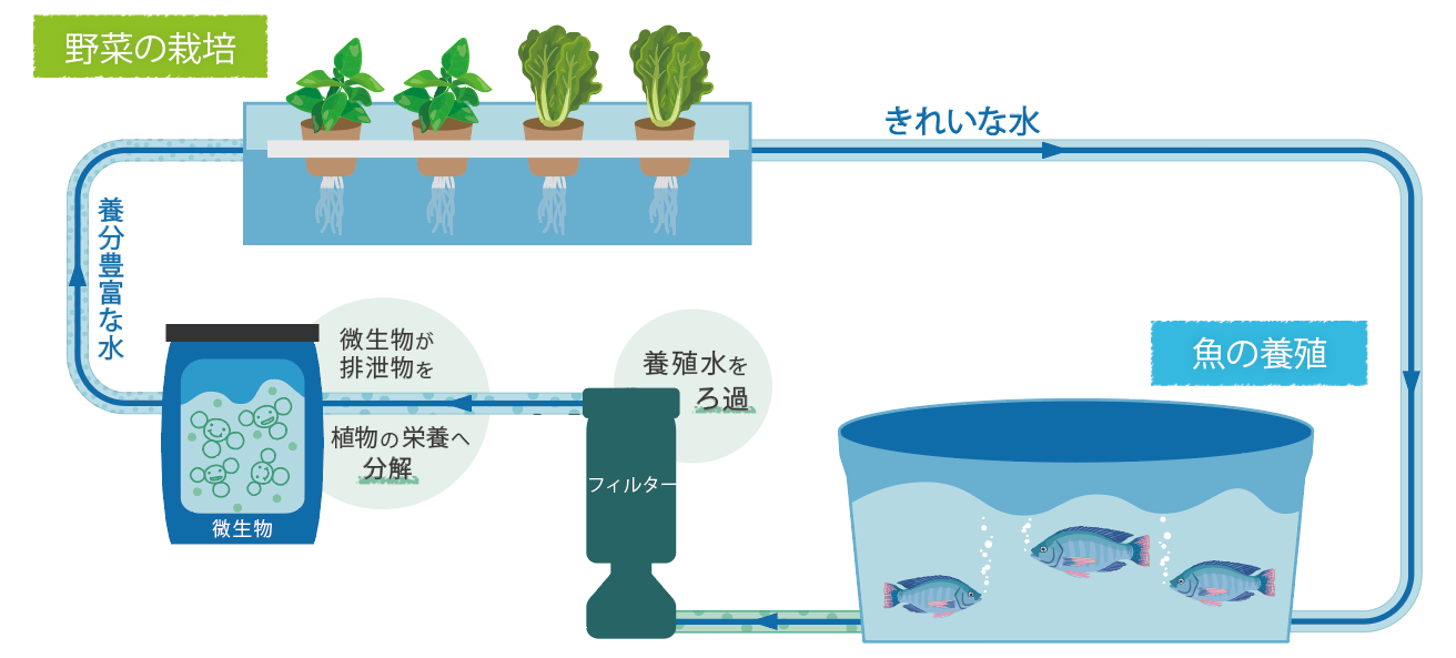 アクポニ、汽水アクアポニックスを使ったバナメイエビの養殖試験を開始