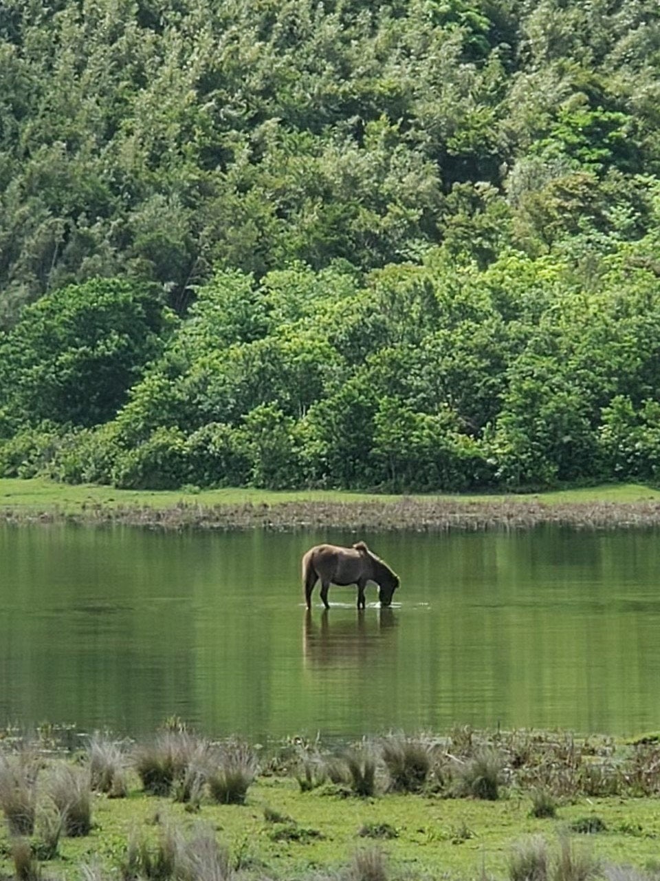 鹿児島県十島村が『産婦人科・小児科オンライン』をトライアル導入