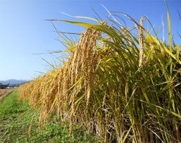 ＼岡山県主催！地酒の魅力をとことん追求する2つのイベント／ 『岡山蔵元大集結～お江戸にまたまた、雄町どう...