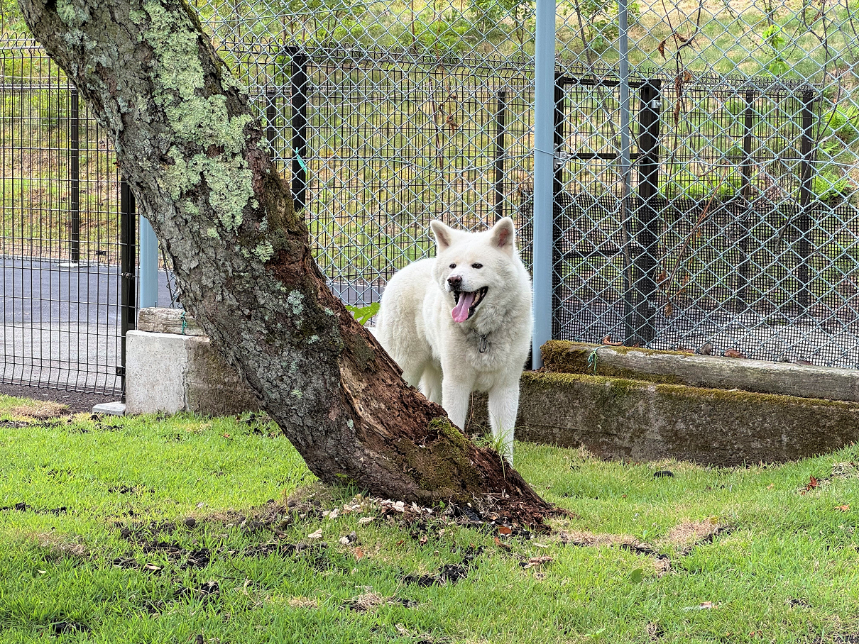 【鬼押出し園】広大な浅間山の裾野に広がる全面芝のドッグラン