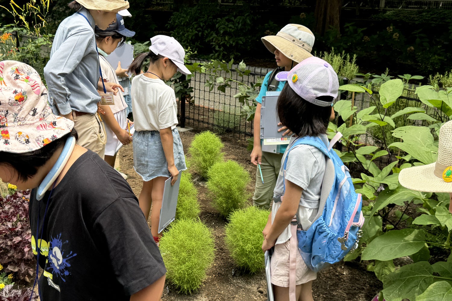 植えたホウキソウの成長を確認