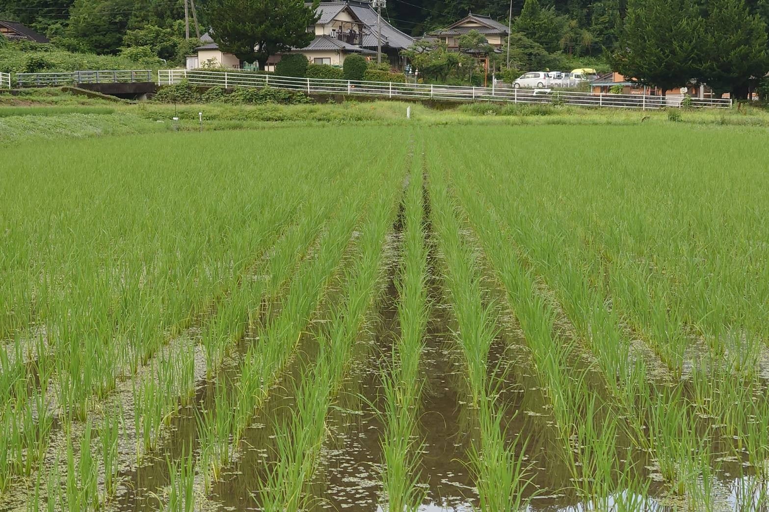 抑草効果を発揮！ 島根県の田んぼに鳥型ロボット「雷鳥1号（雑草抑制モデル）」を投入