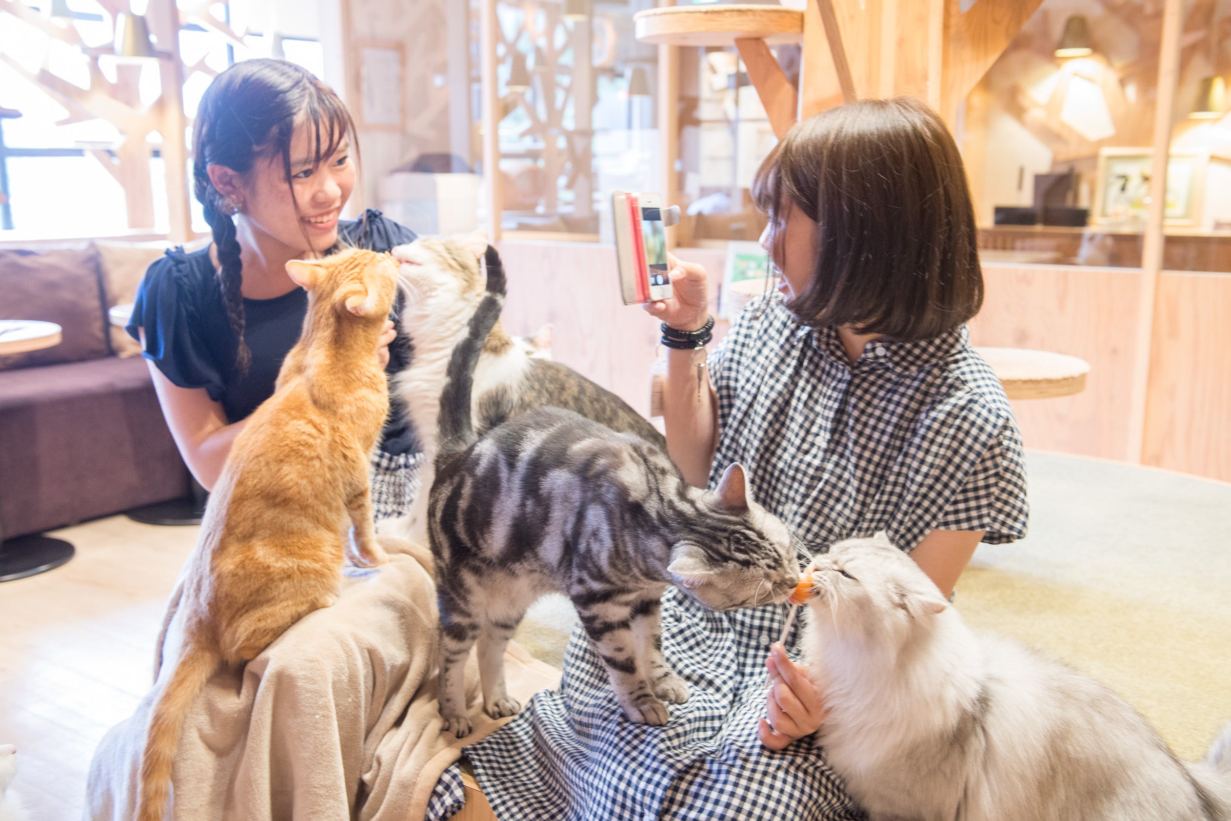 猫好き集まれ！夢のコラボが実現！　映画『ねこのガーフィールド』× 猫カフェMOCHA「にゃんだふるな SNSキャ...