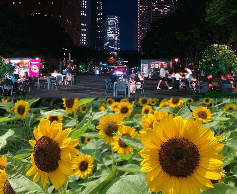 西新宿のひまわり散歩ーひまわりとイブニングバーで朝も夜も楽しもう！ー