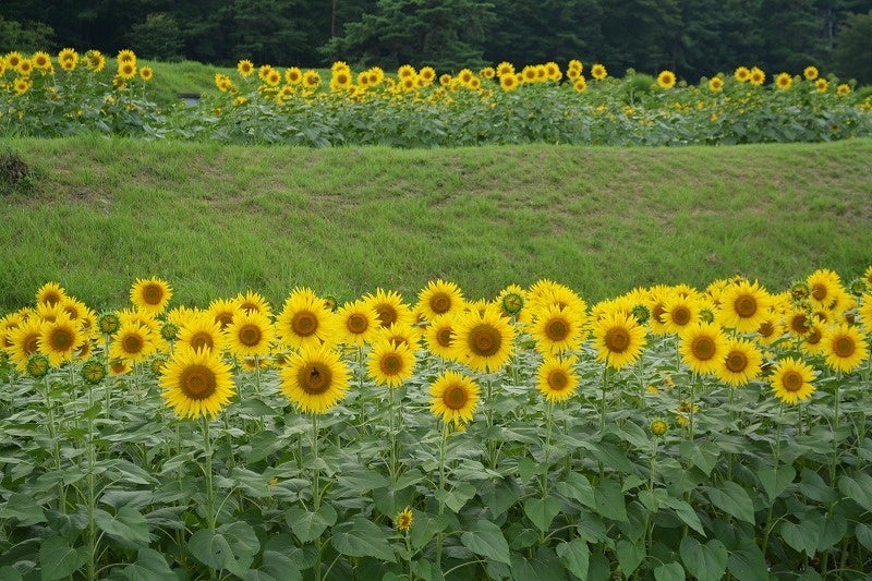 ヒマワリ畑・迷路、満開です！【国営アルプスあづみの公園　堀金・穂高地区】