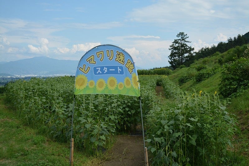 ヒマワリ畑・迷路、満開です！【国営アルプスあづみの公園　堀金・穂高地区】