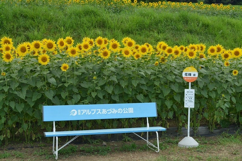 ヒマワリ畑・迷路、満開です！【国営アルプスあづみの公園　堀金・穂高地区】