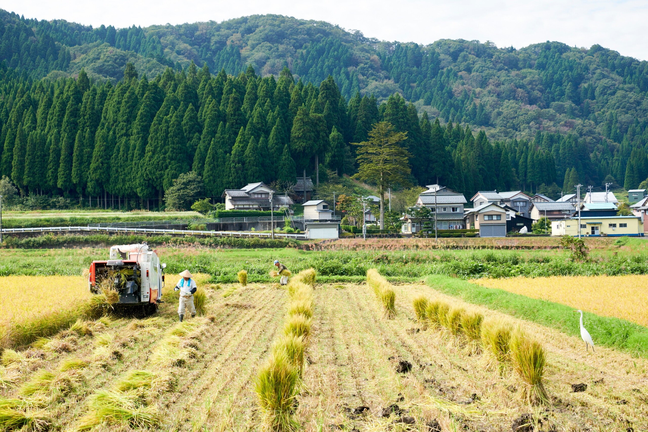 【福井県池田町】木望の森100年プロジェクト　木を活かした町考案のウッドスポーツ「ゲッター選手権2024」挑...