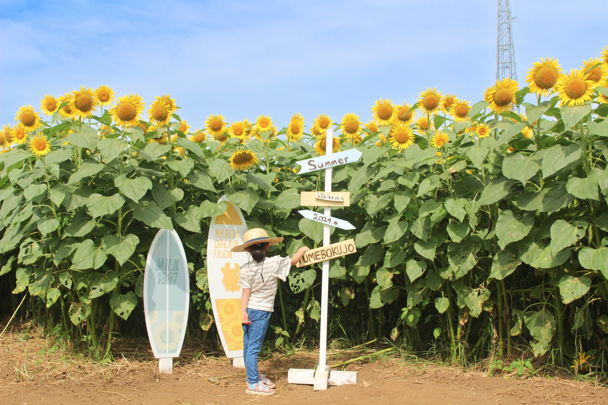 ひまわり・水遊び・昆虫展　“子供の大好きな夏”　が牧場に大集合！「YUMEBOKU　SUMMER　FESTIVAL」開催中