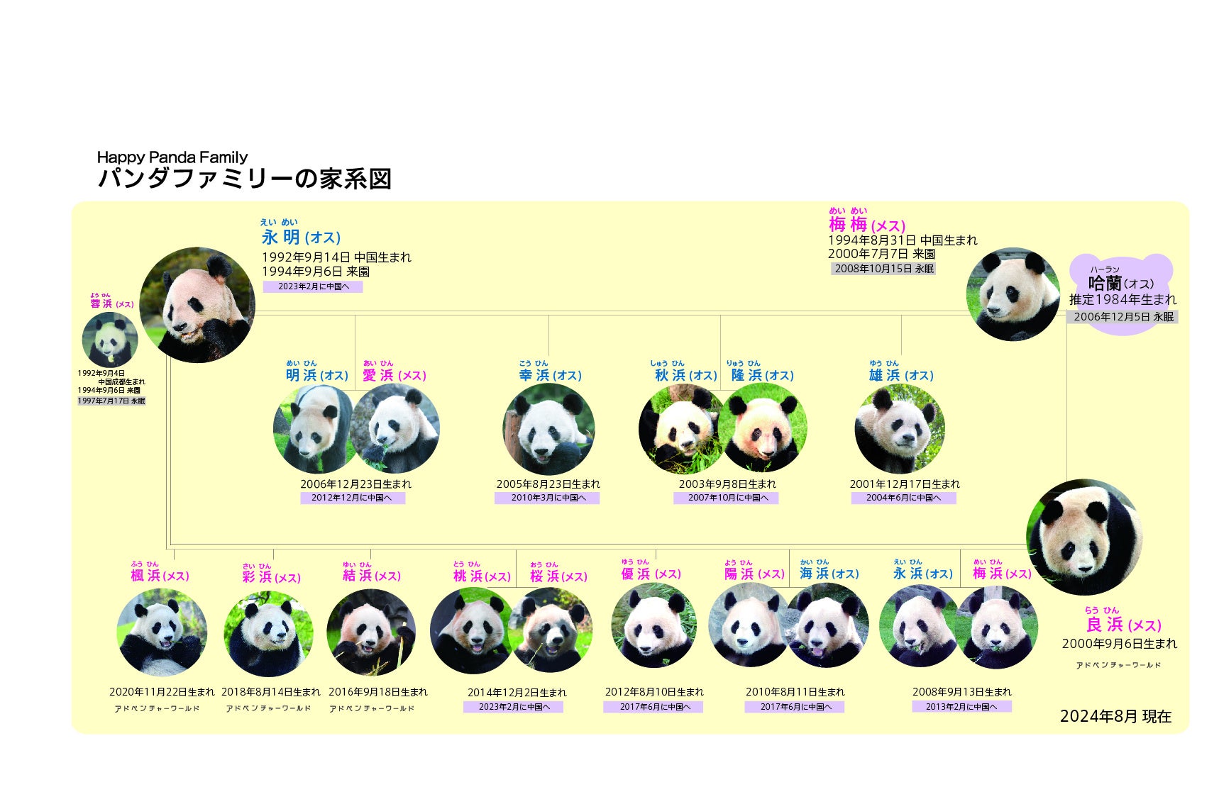 「HAPPY PANDA ３０th」 日中共同繁殖研究３０周年記念企画ジャイアントパンダ「彩浜（さいひん）」６歳の誕...