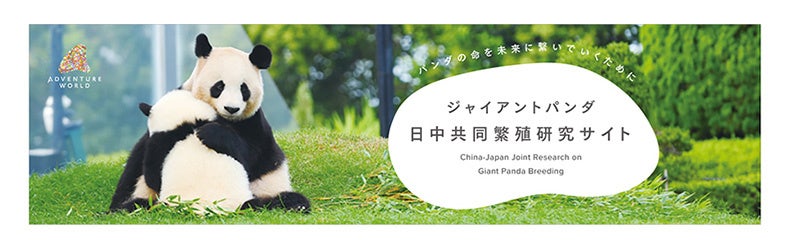 「HAPPY PANDA ３０th」 日中共同繁殖研究３０周年記念企画ジャイアントパンダ「彩浜（さいひん）」６歳の誕...