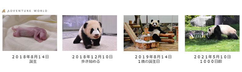 「HAPPY PANDA ３０th」 日中共同繁殖研究３０周年記念企画ジャイアントパンダ「彩浜（さいひん）」６歳の誕...