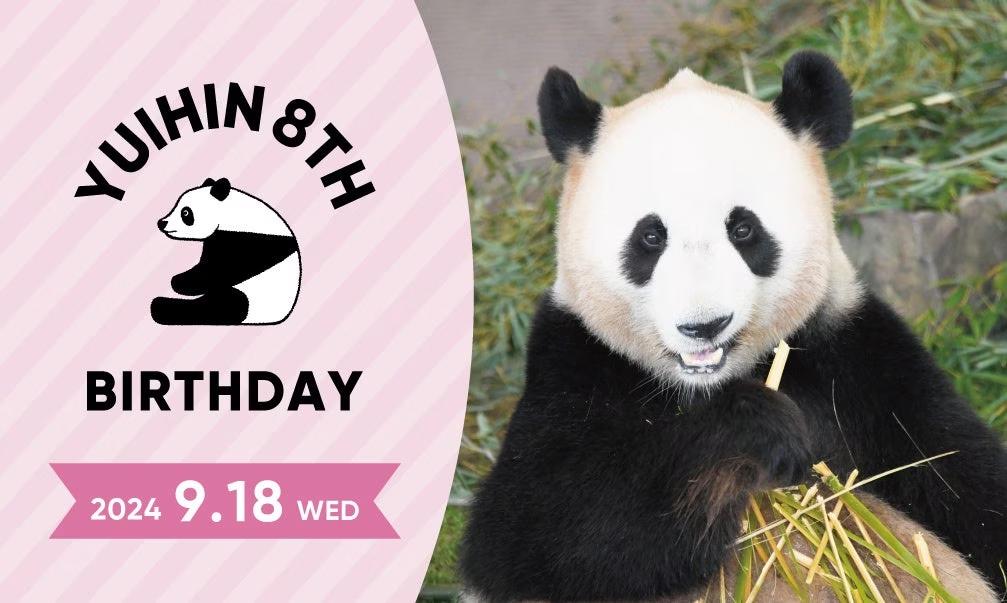 「HAPPY PANDA ３０th」 日中共同繁殖研究３０周年　ジャイアントパンダ「結浜（ゆいひん）」８歳の誕生会