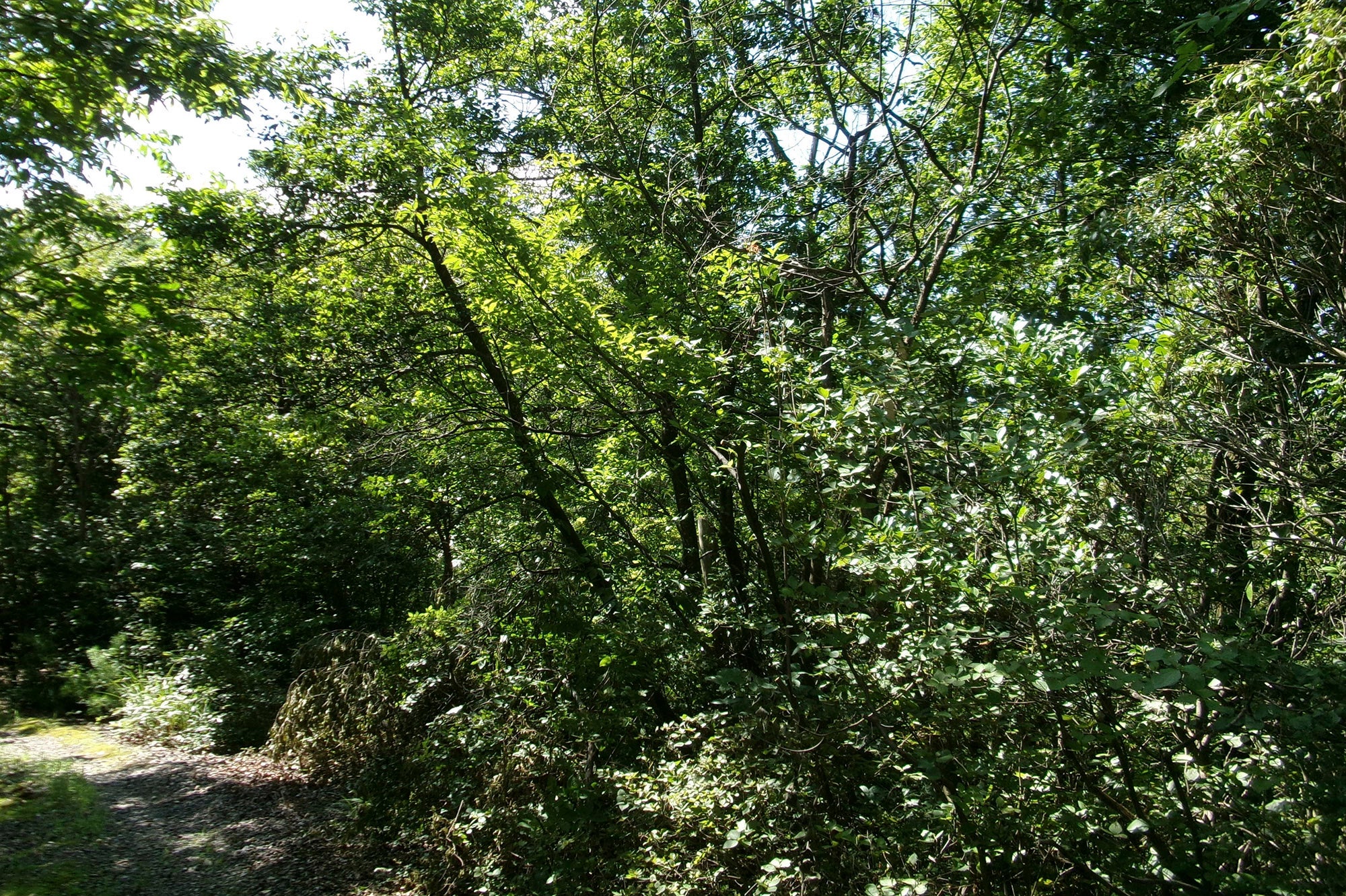 犬山市の森林の様子（画像提供：犬山市）