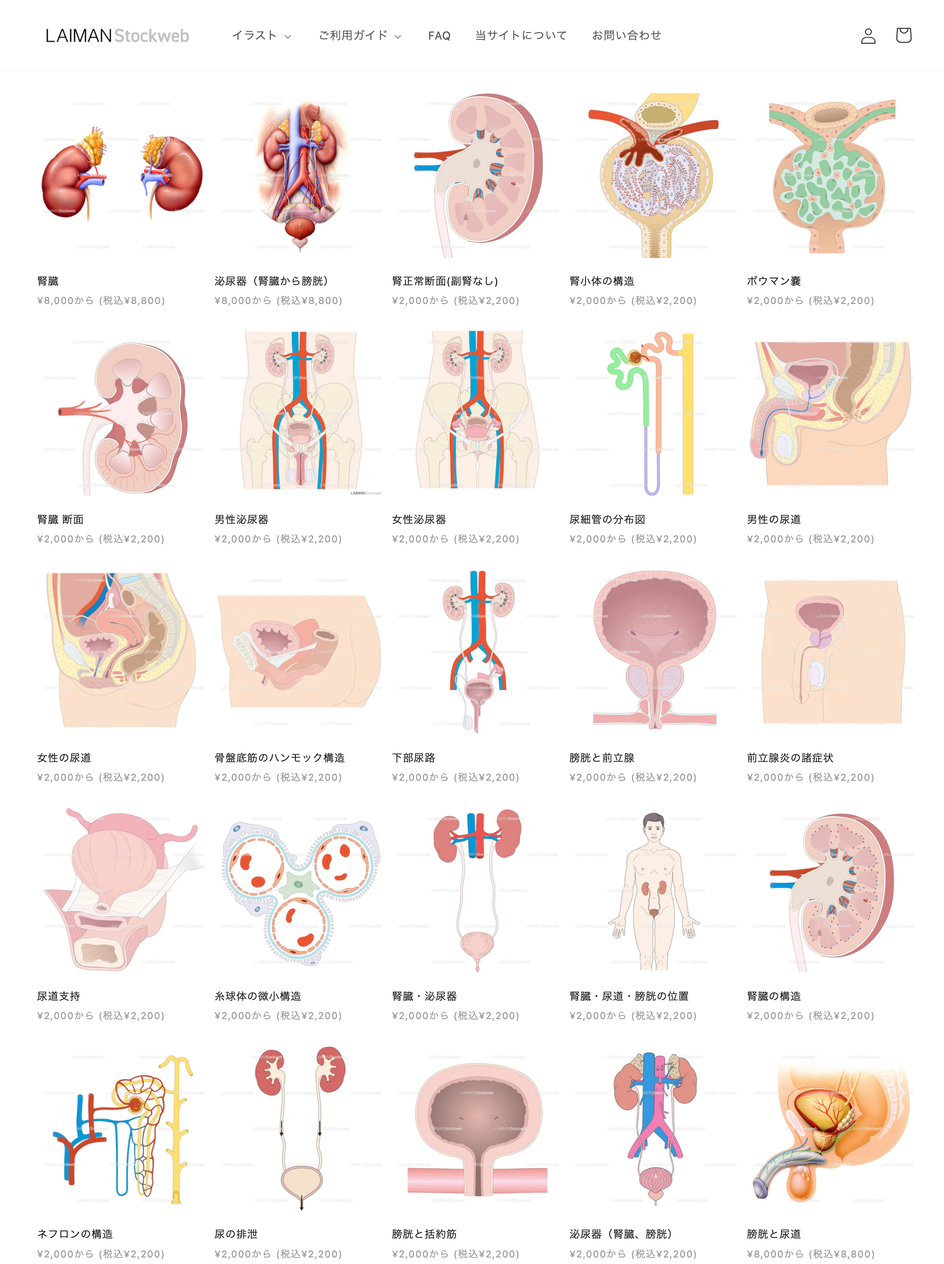 メディカルイラストストックサイト【LAIMAN Stockweb】がリニューアルオープン。高品質なメディカルイラスト...