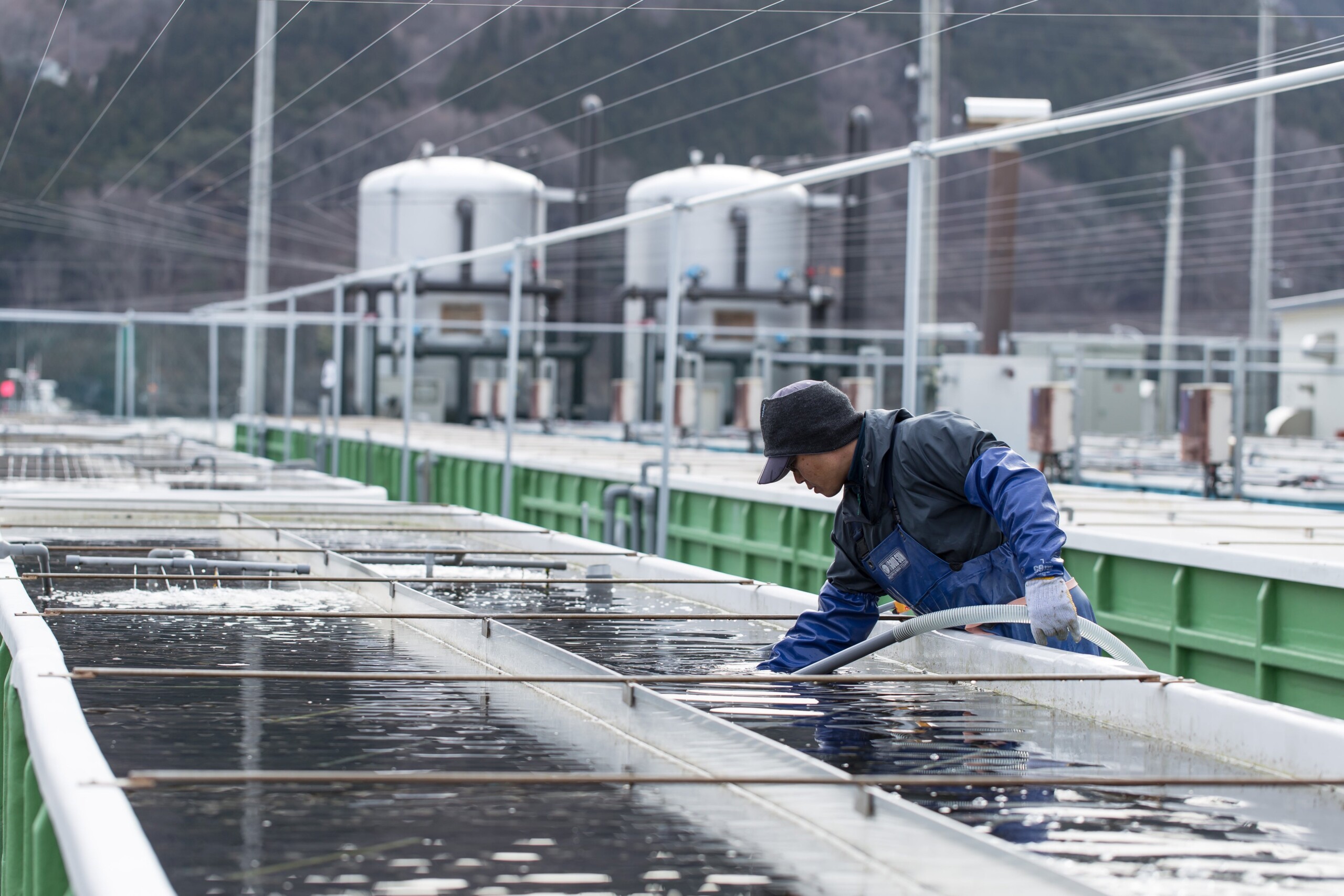 岩手県大船渡市発のあわび商品ブランド「箱入りあわび」から、夏にぴったり爽やかな味わいが特徴な「メキシカ...