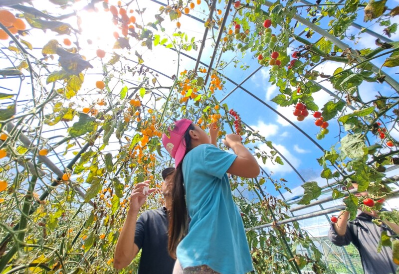 蓼科エリアの 8 月平均気温は 25.7℃以下 東急リゾートタウン蓼科「夏の限定イベント」開催