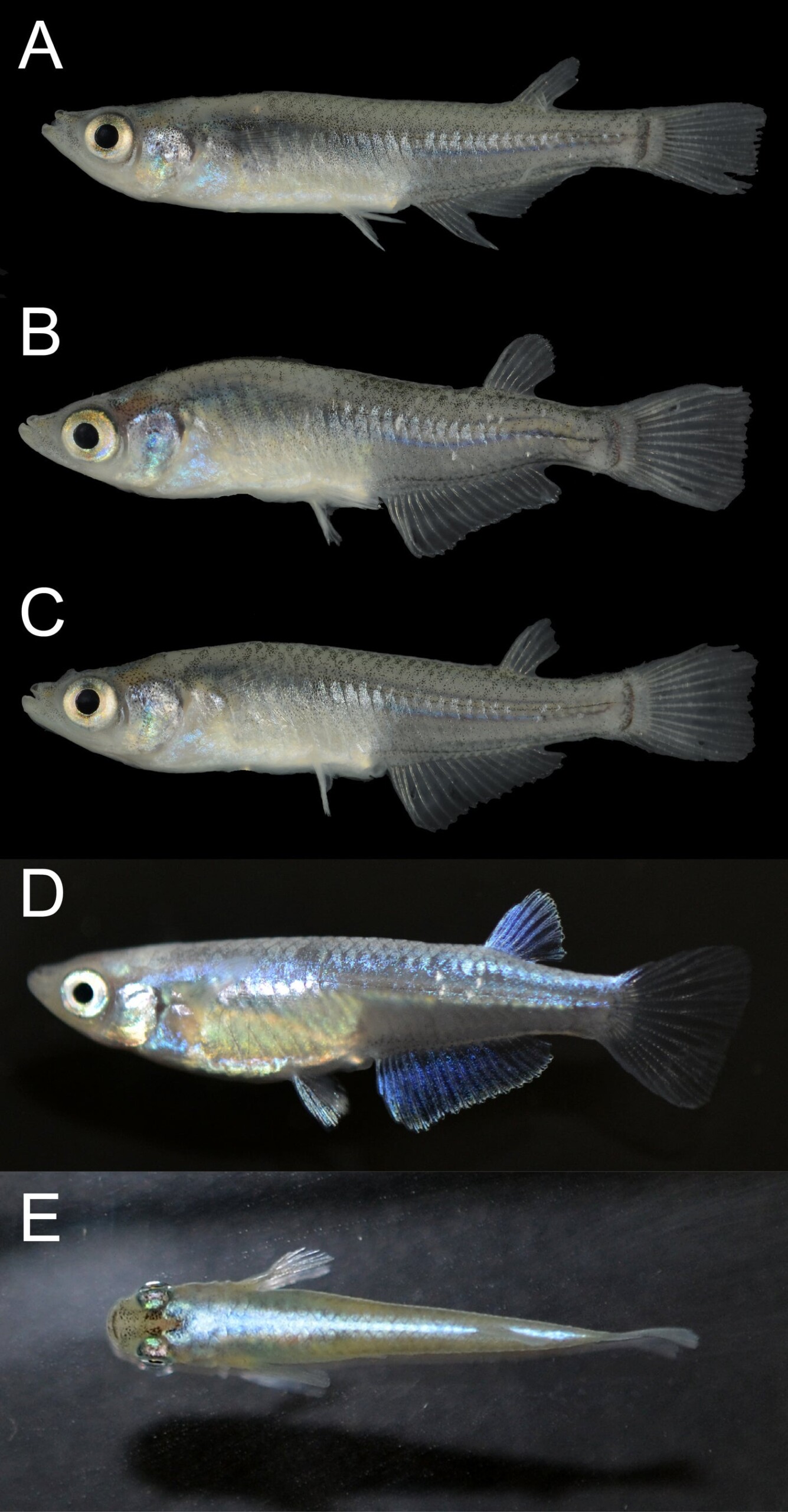 滋賀県の野外水域で「第3の外来種」観賞魚メダカを初確認 在来生態系に影響の恐れ、観賞魚の放流に警鐘