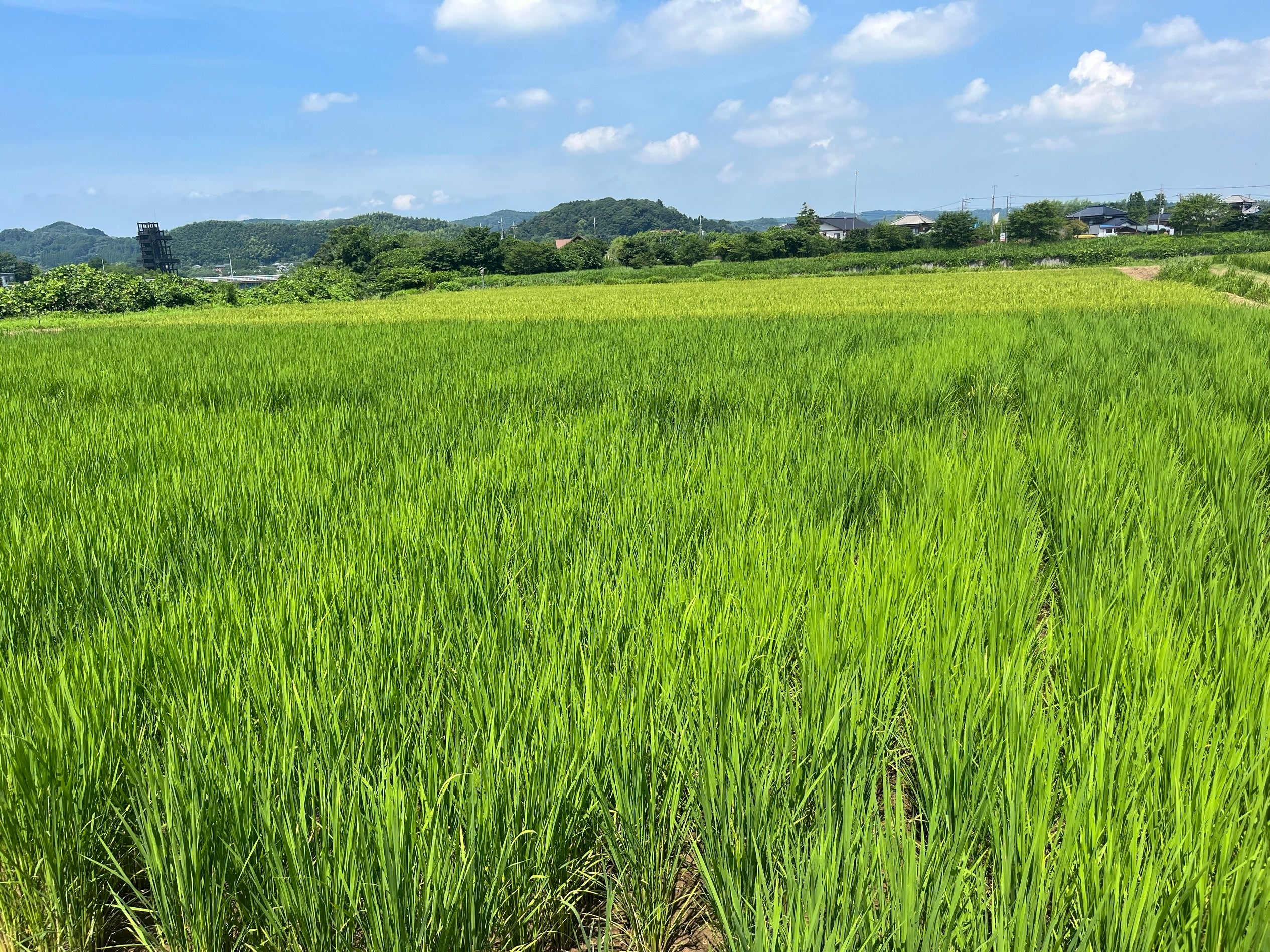 ぞうさんのうんちの堆肥を使⽤した⽥んぼで稲刈り体験！循環型社会の実現に貢献するSDGsイベント第二弾の予約...