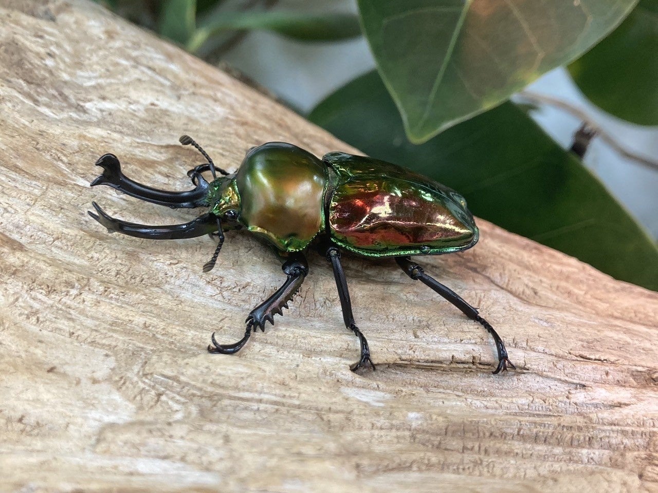 【アペロヒューレ・ビオス】今年の夏も世界の昆虫たちがdelaふぁーむにやってくる！