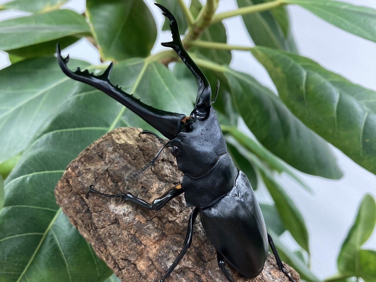 【アペロヒューレ・ビオス】今年の夏も世界の昆虫たちがdelaふぁーむにやってくる！