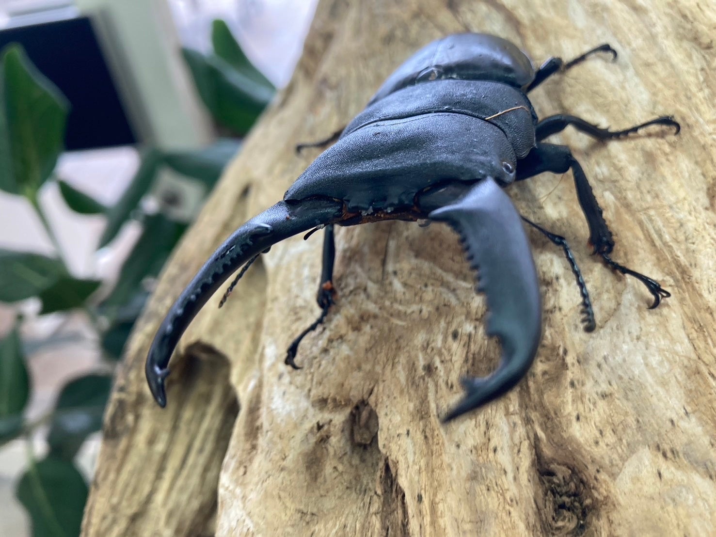 【アペロヒューレ・ビオス】今年の夏も世界の昆虫たちがdelaふぁーむにやってくる！