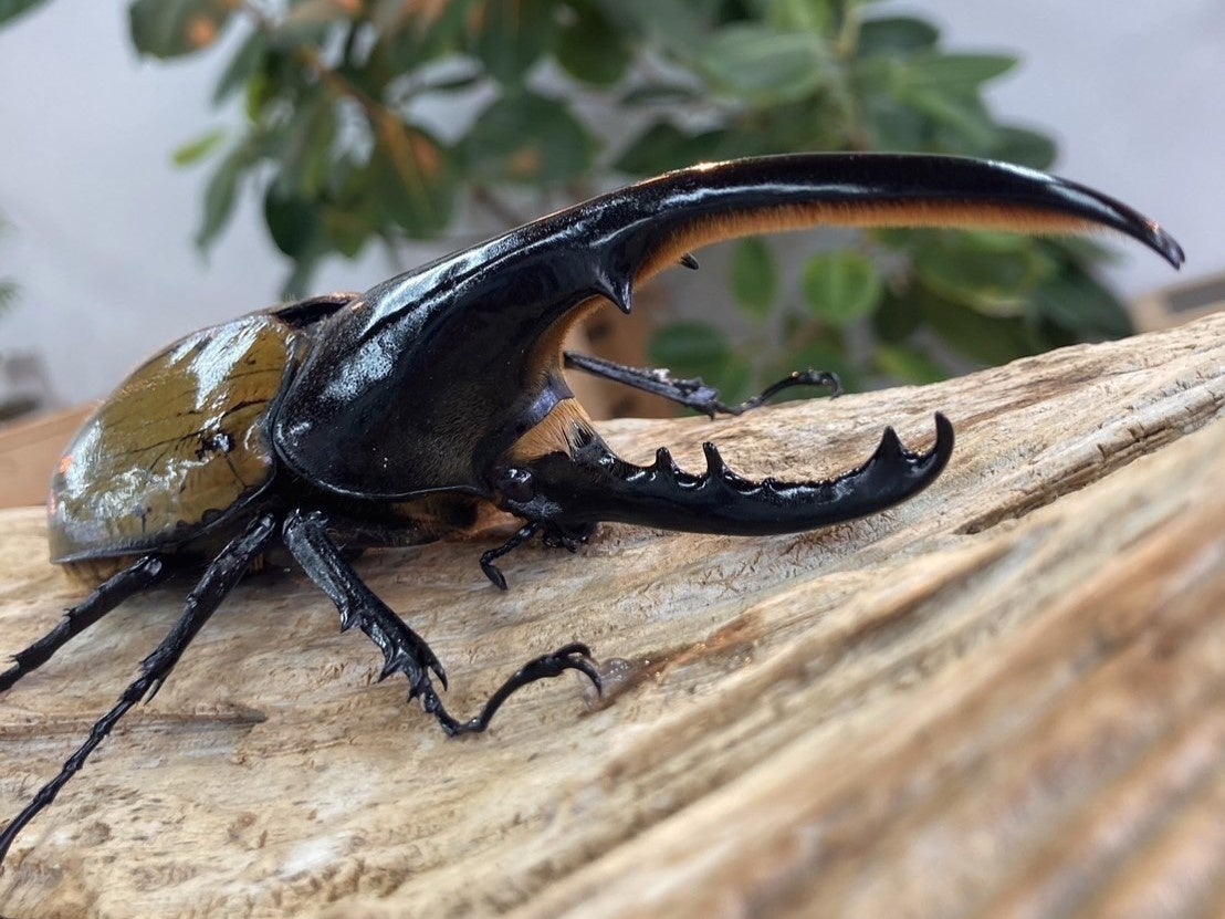 【アペロヒューレ・ビオス】今年の夏も世界の昆虫たちがdelaふぁーむにやってくる！