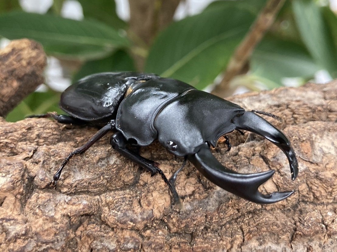 【アペロヒューレ・ビオス】今年の夏も世界の昆虫たちがdelaふぁーむにやってくる！