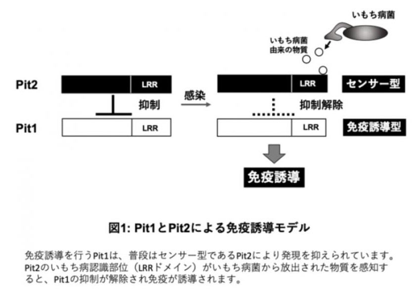 【岡山大学】植物の病原菌を感知するセンサーの進化の歴史を解明～世界の二大穀物のいもち病菌に対する抵抗力...