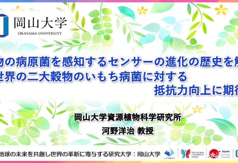 【岡山大学】植物の病原菌を感知するセンサーの進化の歴史を解明～世界の二大穀物のいもち病菌に対する抵抗力...