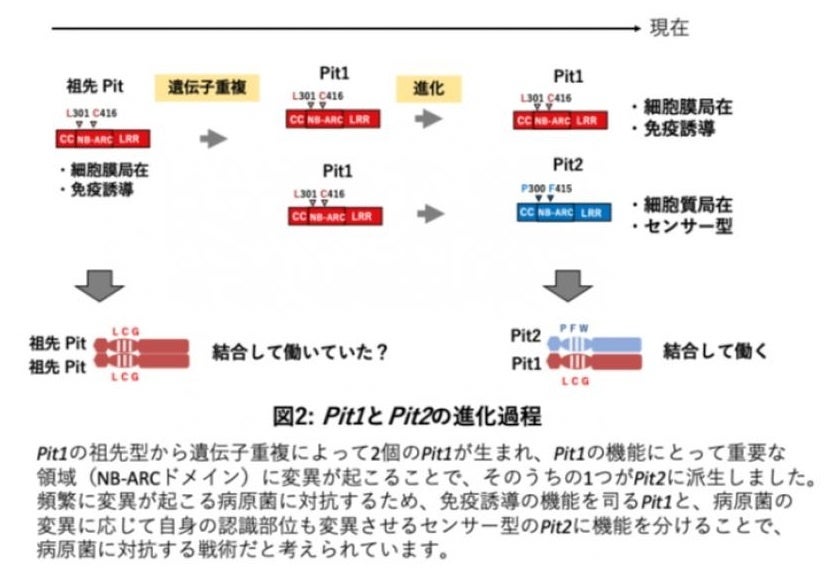 【岡山大学】植物の病原菌を感知するセンサーの進化の歴史を解明～世界の二大穀物のいもち病菌に対する抵抗力...