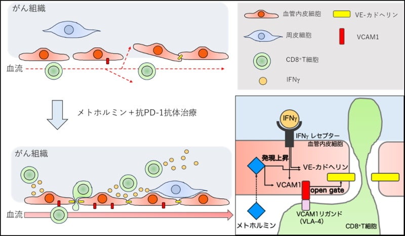 【岡山大学】免疫T細胞によるインターフェロンγを介した腫瘍血管正常化を発見！～メトホルミンと抗PD-1抗体併...