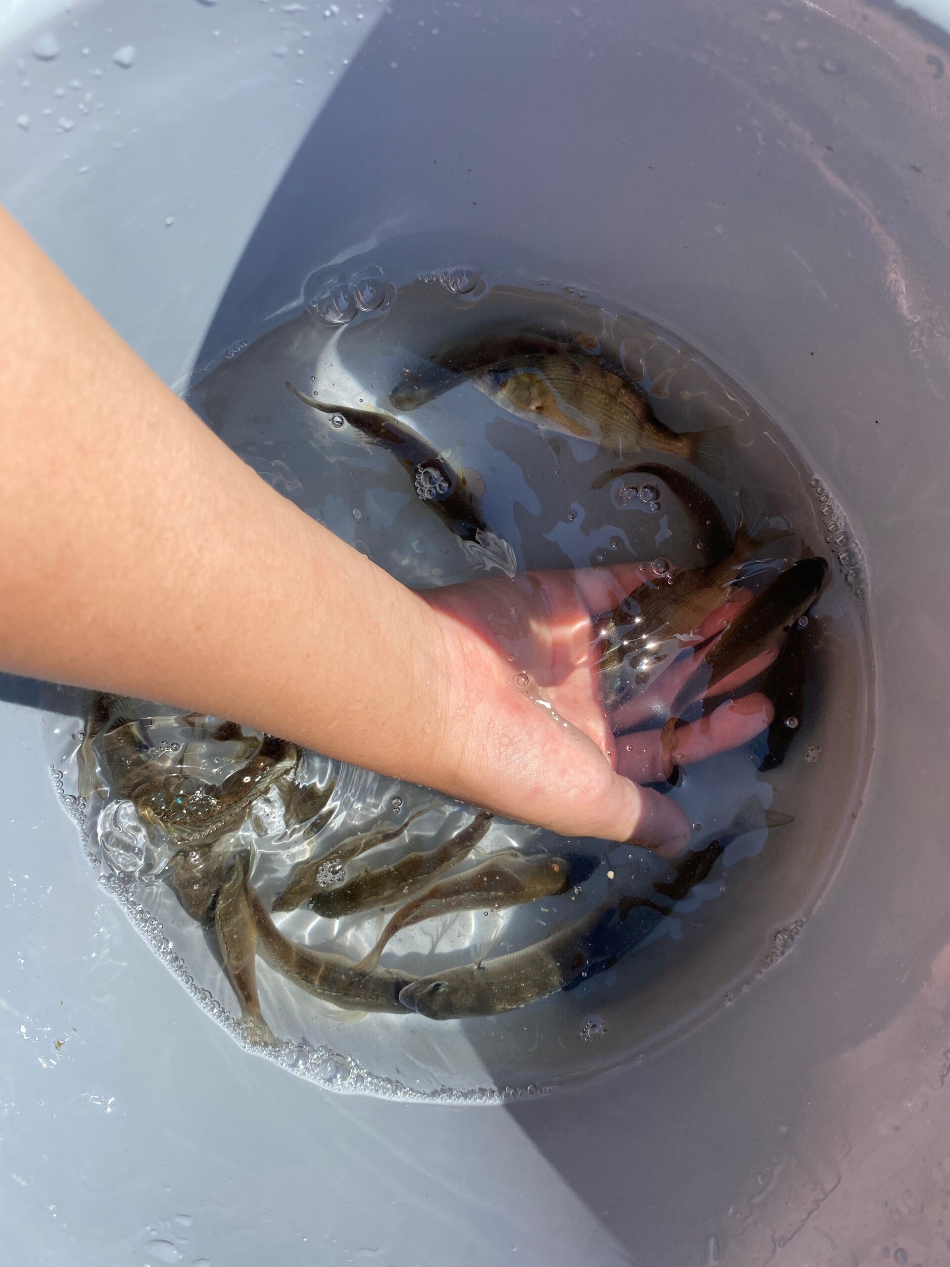 清水港のマリンパークにて真鯛の稚魚2,000匹放流体験！！