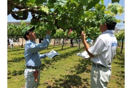 「ふるなび」で、山梨県笛吹市が年々減少していくフルーツ農家と地域産業を守ることを目的としたクラウドファ...