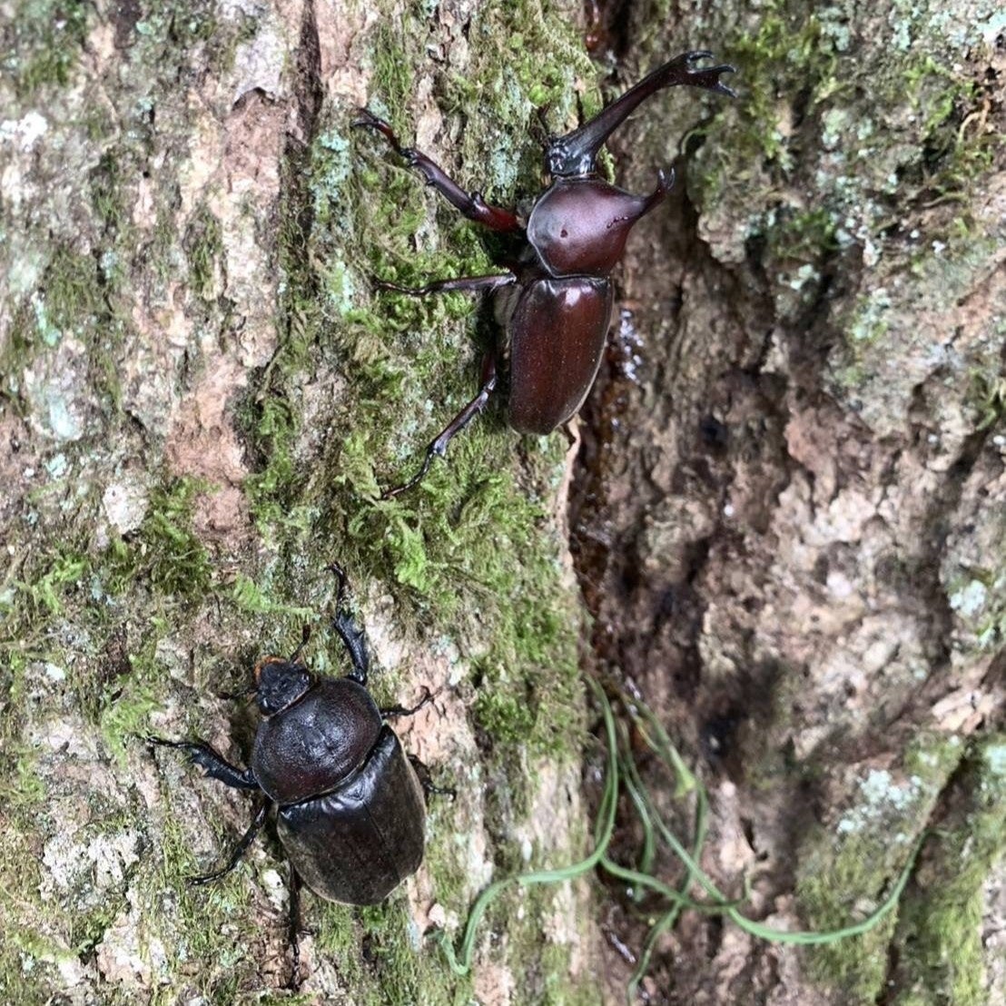 【古泉閣の夏】秘密の場所にご案内！カブトムシ採りツアーを開催しました。