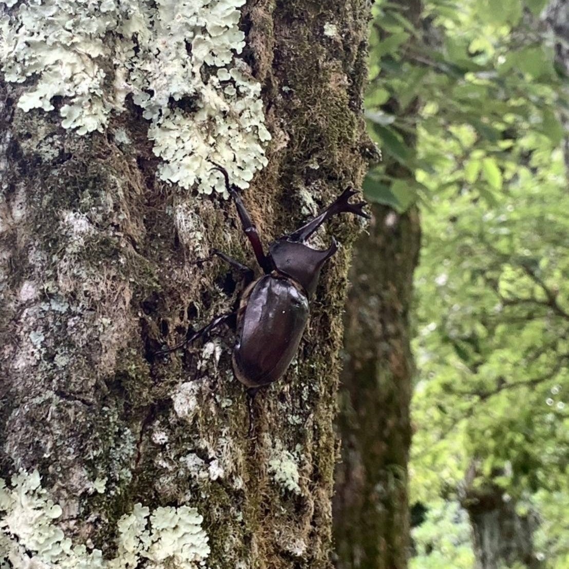 【古泉閣の夏】秘密の場所にご案内！カブトムシ採りツアーを開催しました。