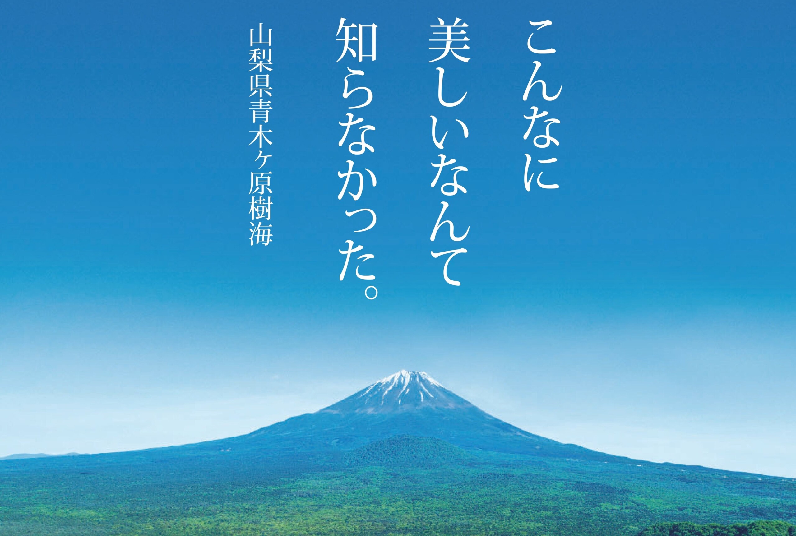 こんなに美しいなんて知らなかった。いのちを育む青木ヶ原樹海の自然に触れる「健やか樹海ウォーキング」を開...