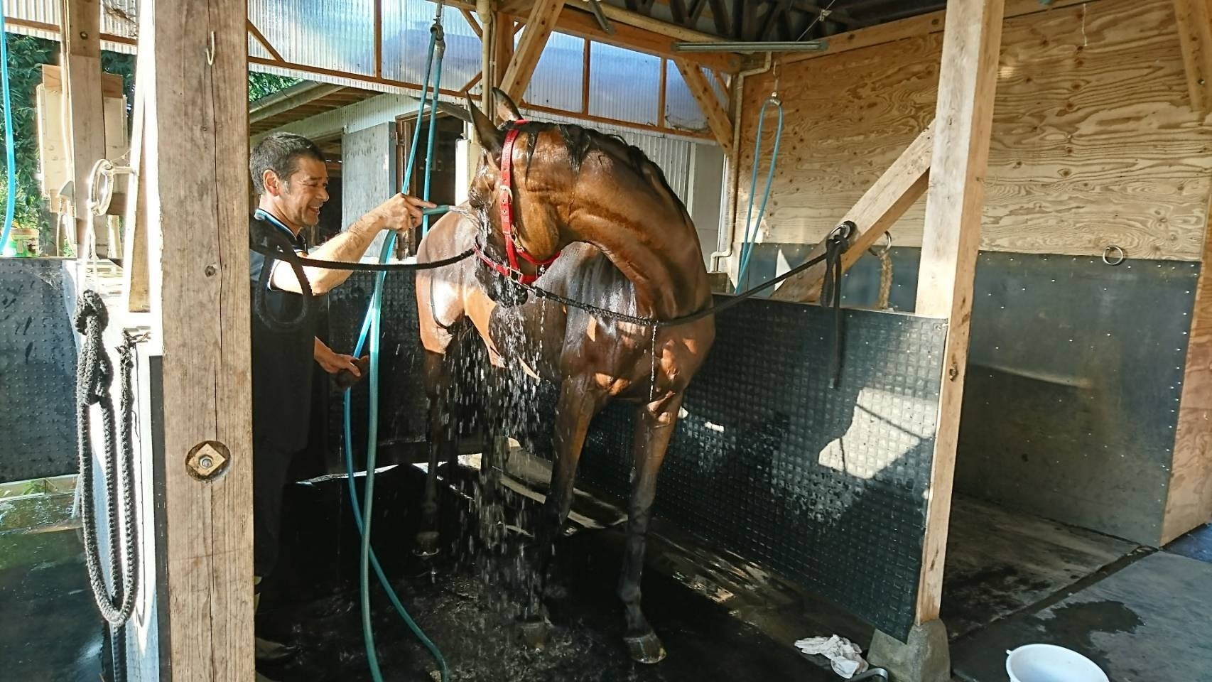 日高馬産地モニターツアー体験イメージ