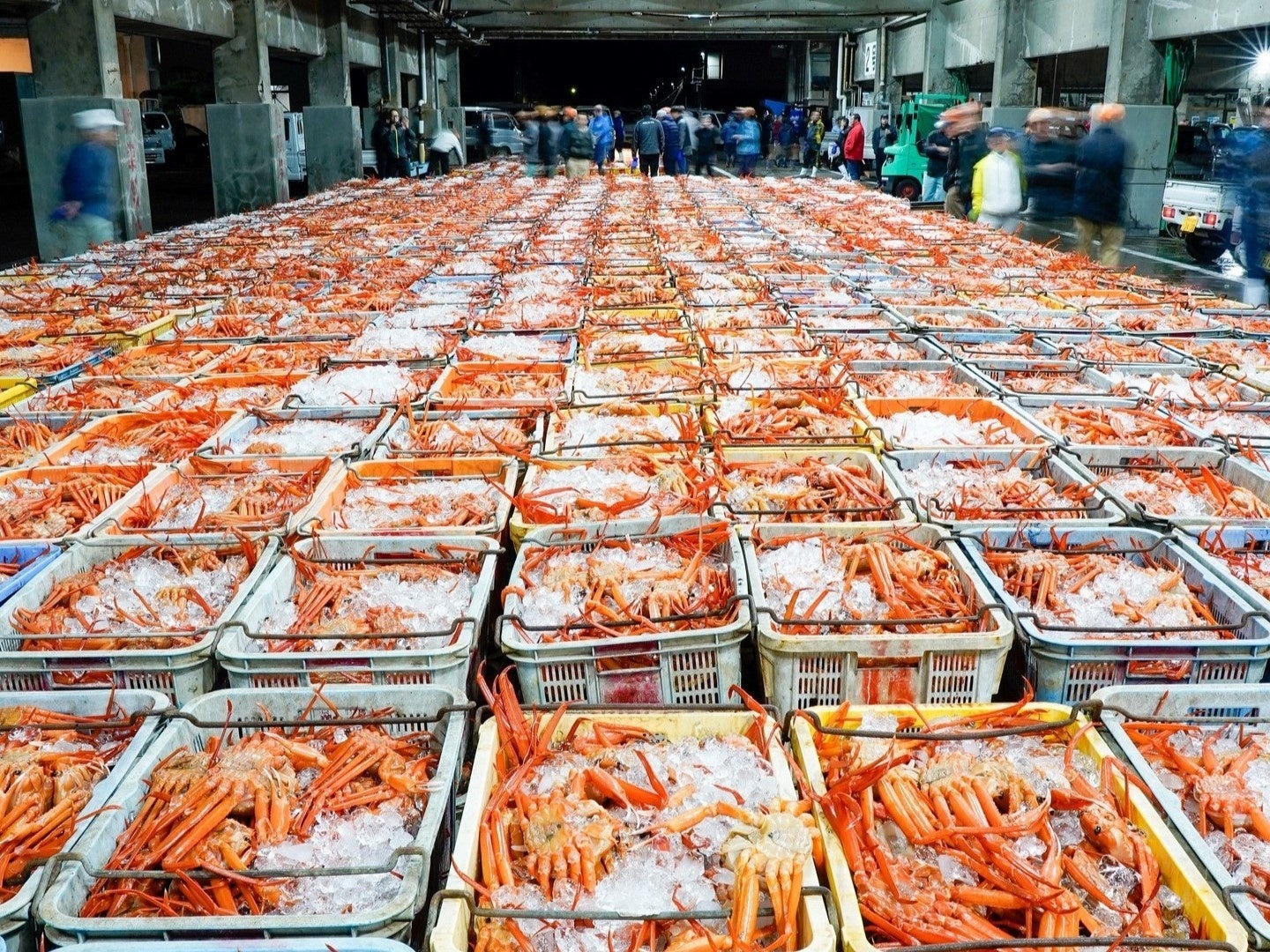 関西で唯一の水揚げ！香住漁港でブランド蟹「香住蟹」いよいよ9月1日漁解禁！松葉蟹より、ひと足先に楽しめる...